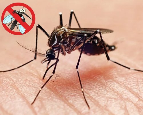 Mosquito Control